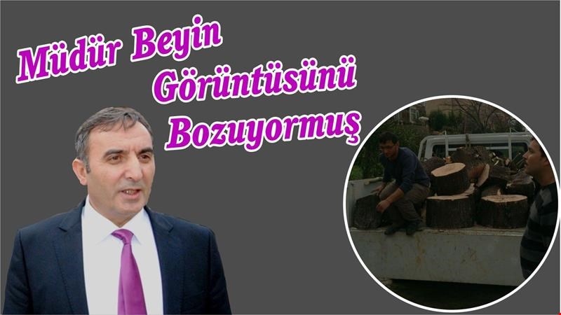 Ormanları bitirdiler, sıra çarşıya geldi