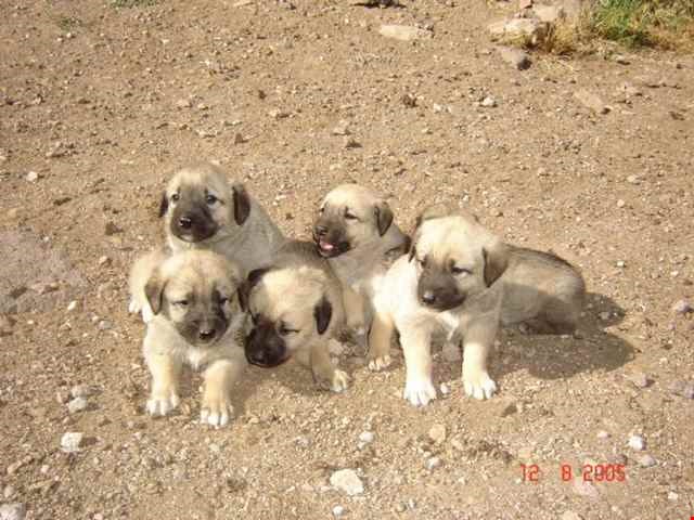 Akcakoca Hayvan Barinagi Karantinaya Alindi Akcakoca Tv Akcakoca Hayvan Barinagi Karantinaya Alindi Akcakoca Tv