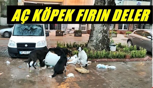 Ac Kopekler Cop Bidonlarina Dadandi Akcakoca Tv