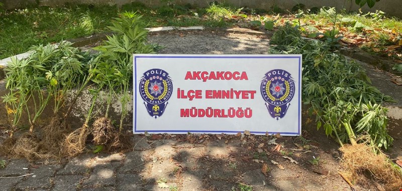 Akçakoca'da Kenevir Operasyonu