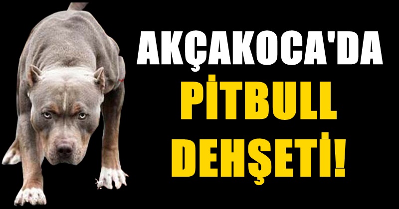 Akcakoca Da Pitbull Dehseti Akcakoca Tv