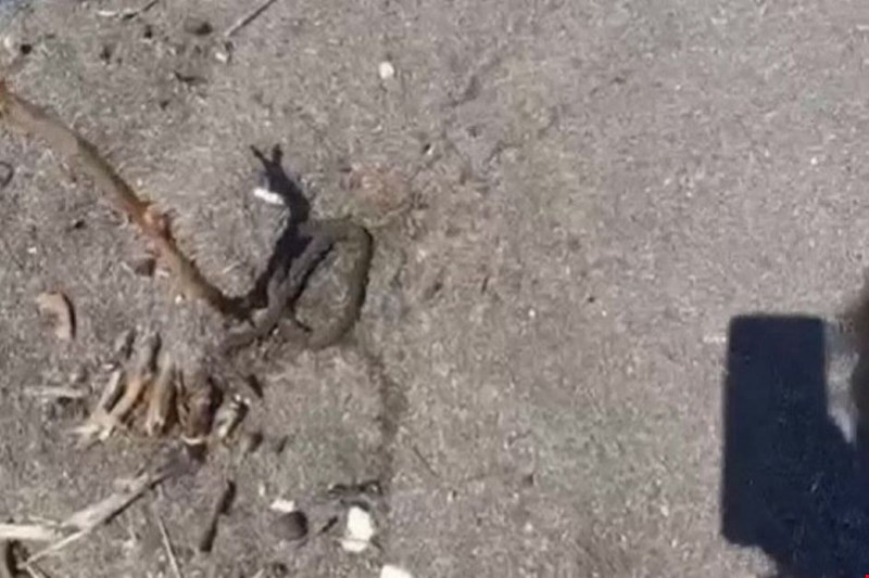 Bacağına yılan dolandı!