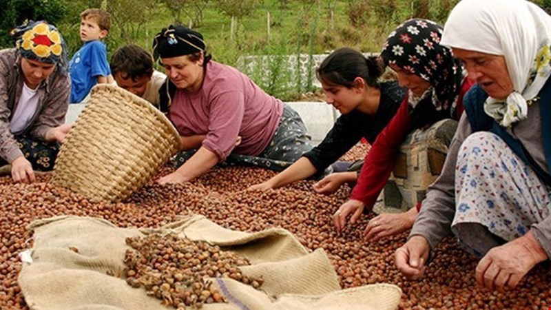 Fındık Aynı Kalırken Her Şey yüzde 100 Arttı