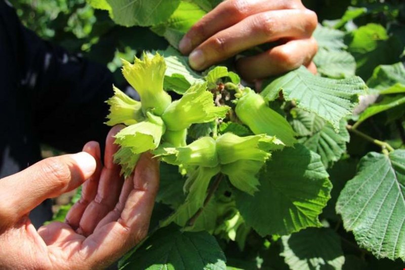 Fındık fiyatında üreticinin beklentisi 3,5 dolar