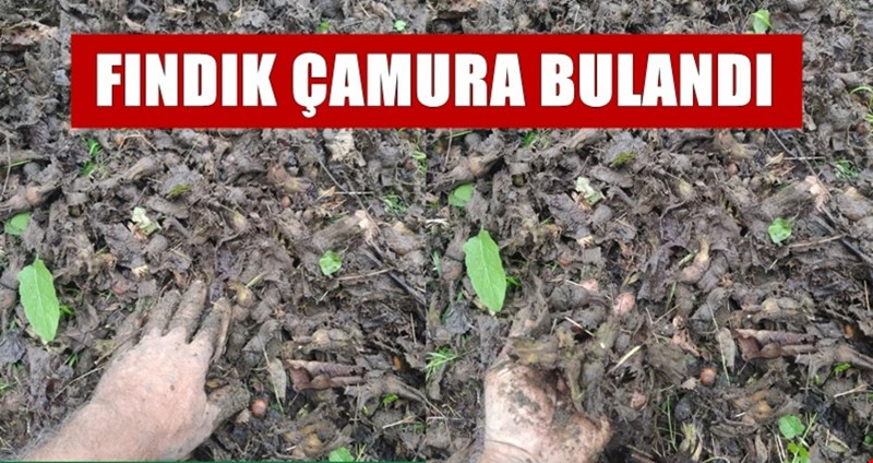 FINDIK TARLADA KALDI, ÜRETİCİ İŞÇİ BULAMIYOR...