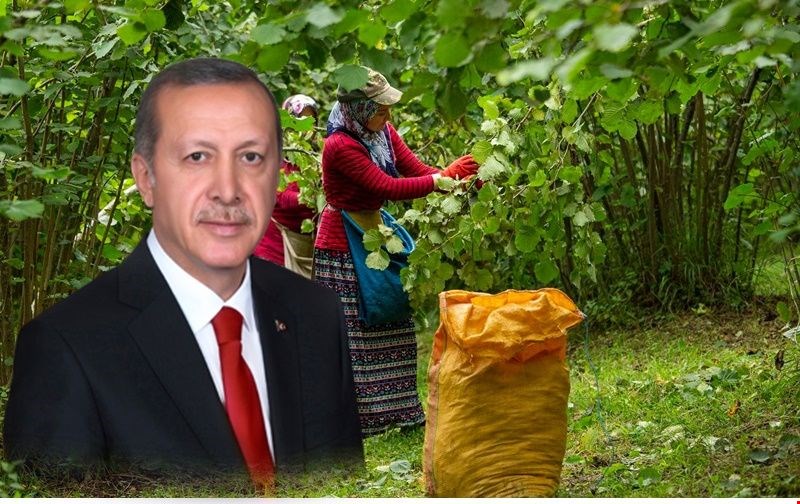 Fındıkçı seni bekliyor Reis!