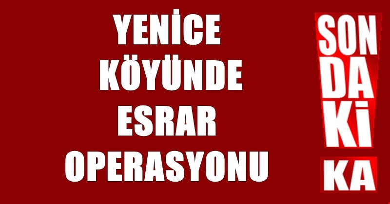 Jandarma 15 kök Hint keneviri yakaladı