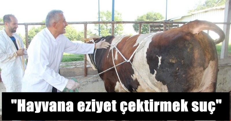 “Kurbana eziyet çektirilmiyor, eti de daha lezzetli oluyor”