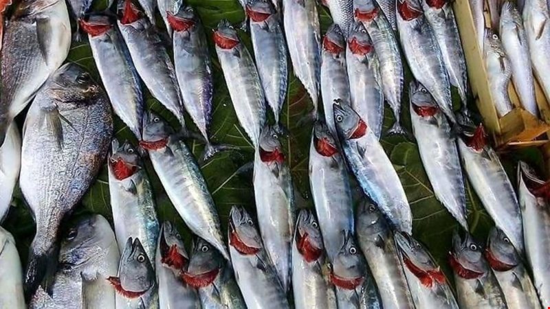 Üç gün geçti palamut gözükmedi