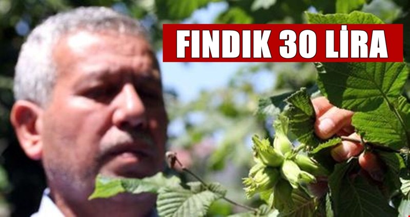 Üreticilere Fındık Fiyatı Heyecanı