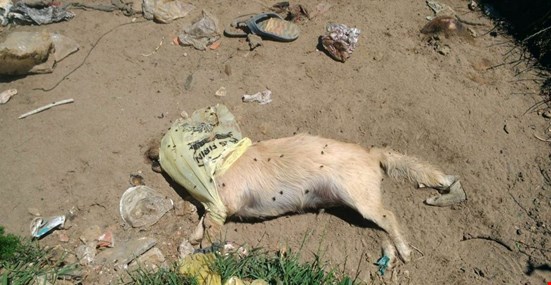 Çöplükten vahşet çıktı... 17 köpek ölüsü bulundu!