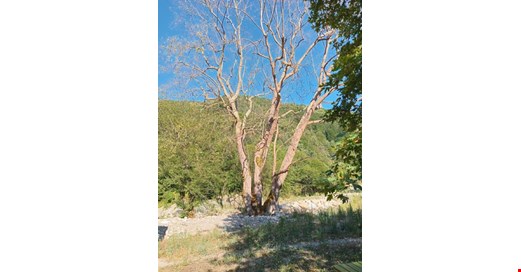 DÜZCE’DE “KORKUNÇ SUSUZLUK” ASIRLIK AĞAÇLARI KURUTTU