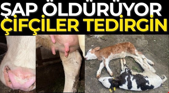 Düzce’yi  “Şap” Korkusu sardı