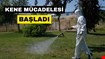 KENE MÜCADELESİ BAŞLADI