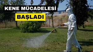 KENE MÜCADELESİ BAŞLADI