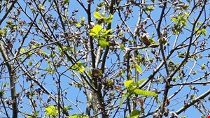 KESTANE AĞAÇLARINI KURUTUYOR 