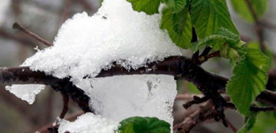 Meteoroloji uyardı: Zirai don tehlikesi