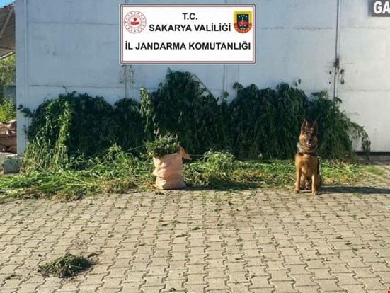 Ormanı kenevir bahçesine çevirmiş!