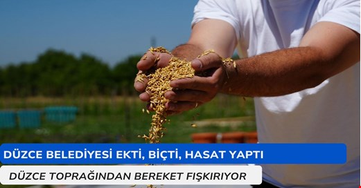 Arpa ve buğday üretimi sürüyor! Bu yıl verim arttı hasat yapıldı