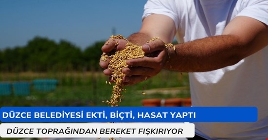 Arpa ve buğday üretimi sürüyor! Bu yıl verim arttı hasat yapıldı