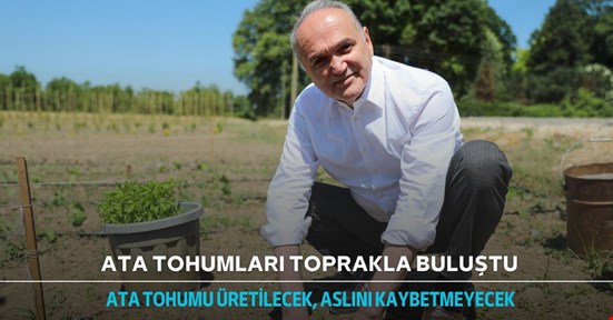 Ata tohumları toprakla buluştu