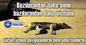 Bu görüntüye inanamayacaksınız