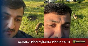 Cumayeri’nde aç kalan tilki piknikçi gençler ile yemek yedi