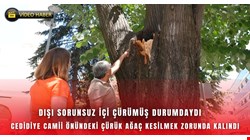 Dışarıdan sağlıklı görünüyordu içi çürümeye başlamış tehlike saçıyordu
