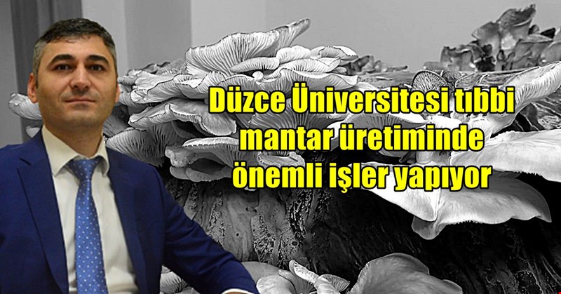 Düzce Üniversitesi tıbbi mantar üretiminde önemli çalışmalara imza atıyor