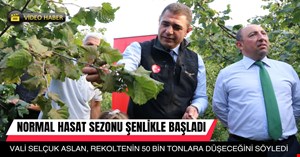 Düzce’de normal dönem fındık hasat sezonu başladı