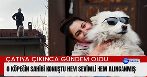 Ekipler seferber oldu; 2 katlı binanın çatısına çıkan köpek, sahibi gelince indi