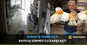 Esnafa baykuş sürprizi