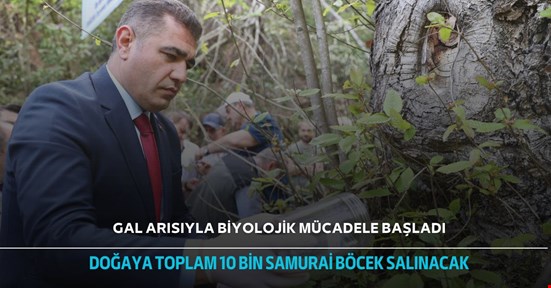 Gal arısıyla biyolojik mücadele için doğaya samuray arılar salındı