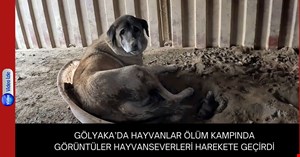 Gölyaka'da barınaktaki köpeklerin açlıktan birbirini yediği iddiası hayvan severleri ayağa kaldırdı