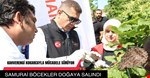 Kahverengi kokarcalarla mücadele edecek samurai arılar doğaya salındı