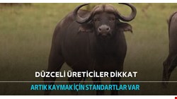 Kaymağa standart getirildi