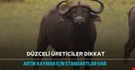 Kaymağa standart getirildi