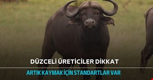 Kaymağa standart getirildi