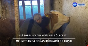 Kendisine saldıran boğasıyla barıştı