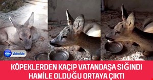 Köpeklerden kaçıp vatandaşlara sığınan karaca hamile çıktı