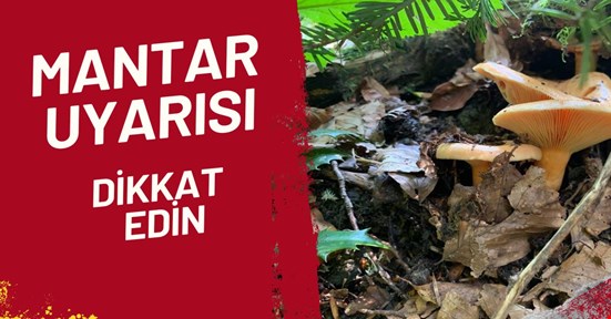 Mantar çıktı zehirlenmeler arttı