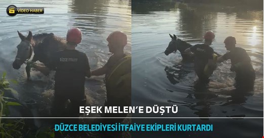 Melen Çayı’na düşen eşeği itfaiye kurtardı