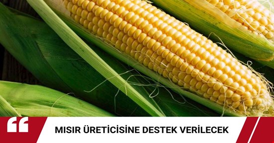 Mısır üreticisi desteklenecek