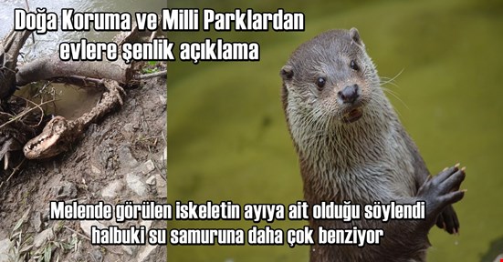 Ne timsah ne dinazormuş ayıymış ayı