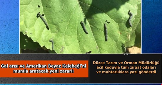 Tarım İl Müdürlüğü acil koduyla uyardı