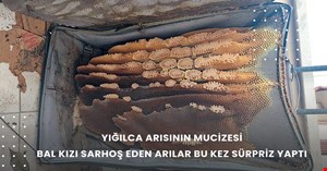 Yığılca’da arılardan sahibine bal sürprizi