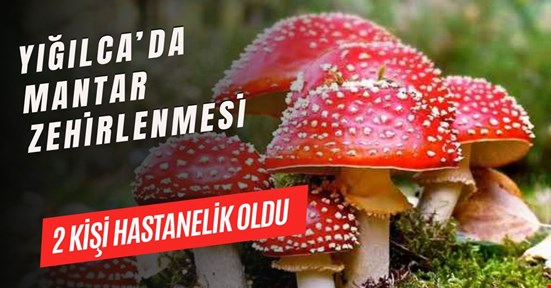 Yığılca’da mantar zehirlenmesi