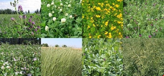 2024 Yılı Yem Bitkileri Destekleme Müracaatları Başladı