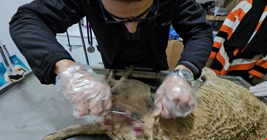 Ateşli Silahla Vurulan Köpek Sağlık Görevlileri Tarafından Kurtarıldı.