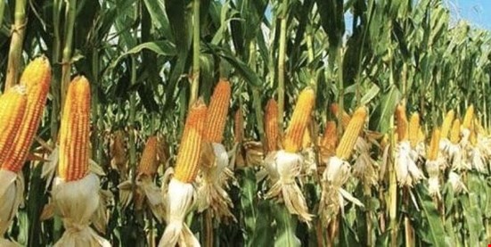 Bolu'da tane mısır üretimi hızla artıyor..